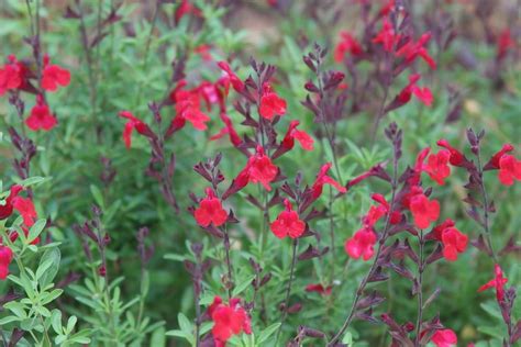 Autumn Sage Salvia Greggii Furmans Red In The Salvias Database