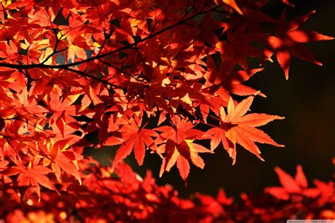 Maple Tree Orange Flowering Hd Wallpapers Wallpaper Cave