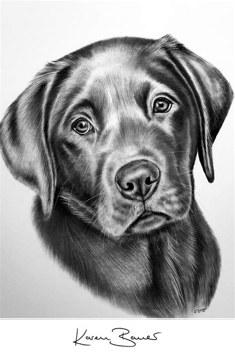 Cute Labrador Puppy Original Graphite Pencil Drawing In 2021