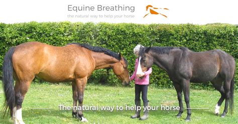 That's the case with babies as. Horse breathing hard/fast/heavy, breathless, panting, and ...