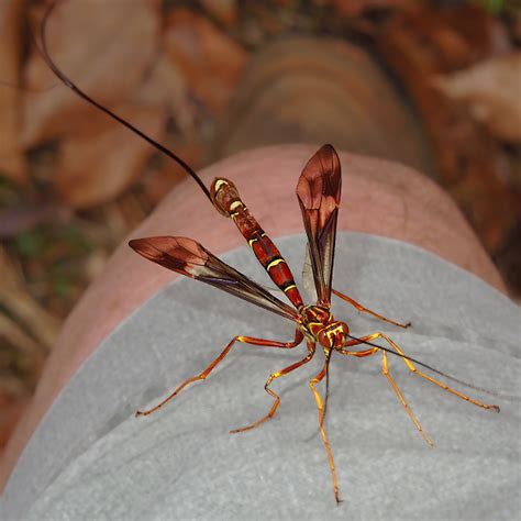 Giant Ichneumon Wasp Megarhyssa Sp Megarhyssa Macrurus Bugguidenet