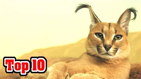 top  unusual cat breeds youtube