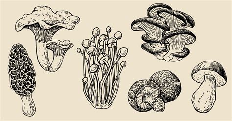A Guide To Different Types Of Edible Mushrooms How To Cook Them Crush