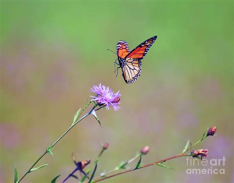 Monarch Butterfly Landing Photograph By Kerri Farley Pixels