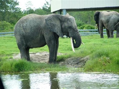 Lion Country Safari : West Palm Beach, Florida - Picture ...