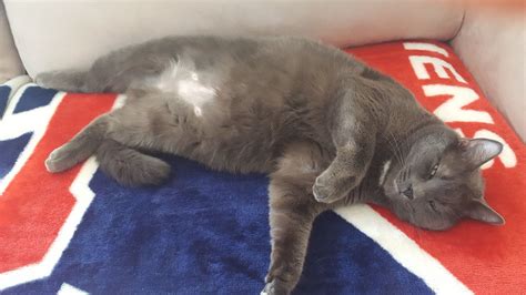 Bald spot on belly | TheCatSite
