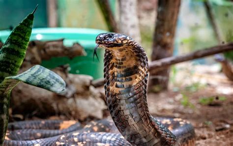 40 king cobra facts explaining its fierceness in the wild