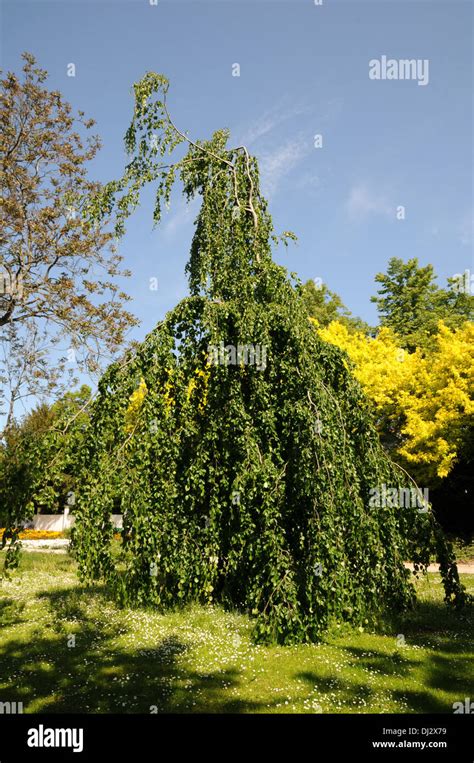 Weeping Beech Tree High Resolution Stock Photography And Images Alamy