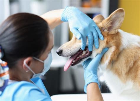 Red Gums In Dogs Petmd