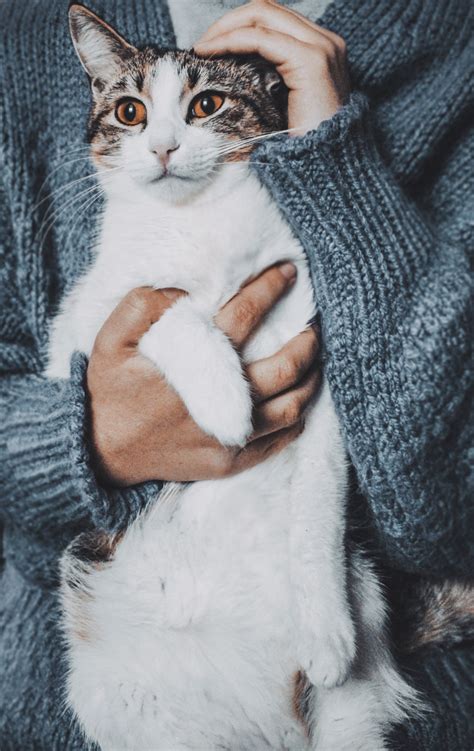 Person Holding Cat · Free Stock Photo