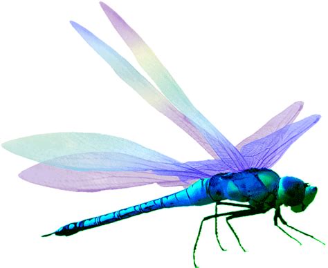 Dragonfly Png Image F78