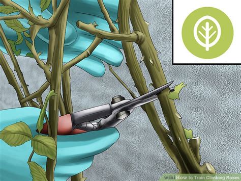How To Train Climbing Roses 14 Steps With Pictures Wikihow