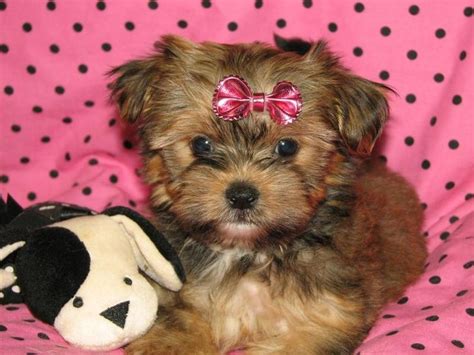 Find dogs and puppies for sale, near you and across australia. shorkie puppies for sale,sugar shorkie puppies,brown and ...