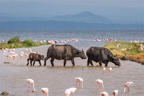 Lake Nakuru National Park Kenya Safari Destinations