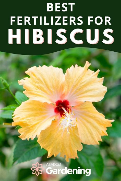 Best Fertilizers For Hibiscus Ratings Reviews And Top Picks Hibiscus