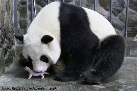 The Teeniest Giant Panda Panda Facts Unbelievable Facts