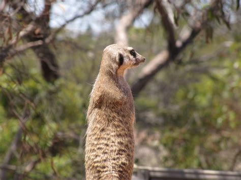 Meerkats At Monarto Zoo South Australia Trevors Travels