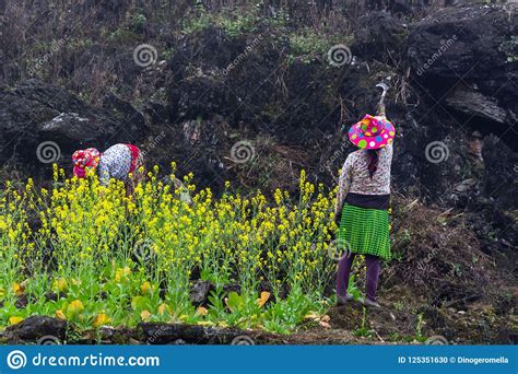 hmong-ethnic-minority-agricultural-worker-editorial-image-image-of-ethnic,-countryside-125351630