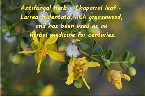 natural antifungal herbs beneficial for fungal rashes and candida gardensall