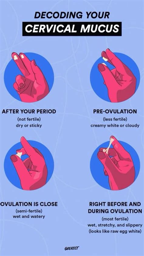 Cervical Mucus At Different Points In Your Cycle Cervical Mucus