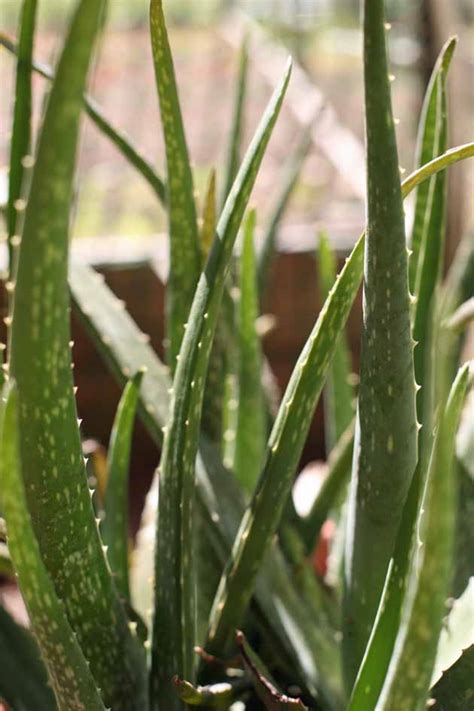 Because aloe vera plants are very succulent and consist of 95% water, they are extremely frost. Aloe Vera Plant Care and Uses - Lady Lee's Home
