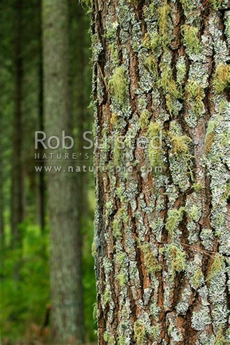 Pine Tree Bark Texture In Pinus Radiata Plantation Forest Rotorua