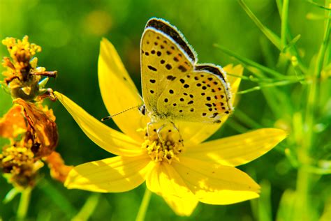 Bring your artwork to life with the texture and depth of a stretched canvas print. Yellow butterfly on flowers public domain free photos for ...