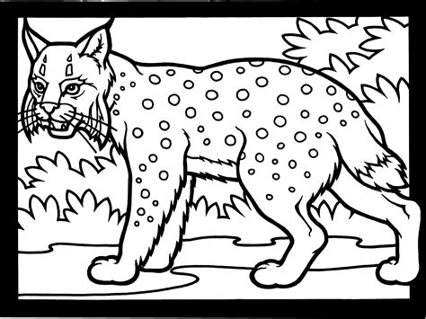 lynx coloring pages