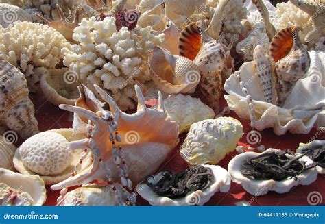 Assortment Of Shells And Coral Stock Image Image Of Background