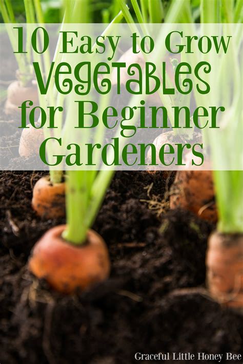 10 Easy To Grow Vegetables For Beginner Gardeners Graceful Little