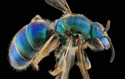 10 Elusively Blue Animals The Rarest Critters Of Them All Macro