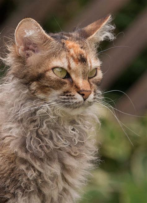 Barn Cat 5 Breeds That Started On The Farm Litter Robot Blog