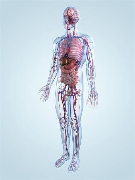 human anatomy artwork digital art by sciepro