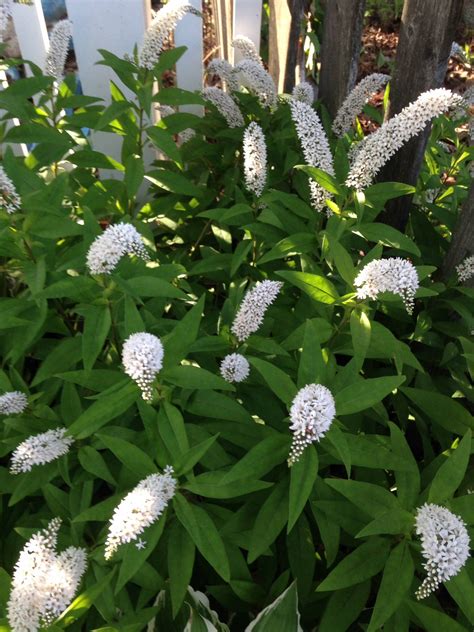 White Flowering Shrubs Identification