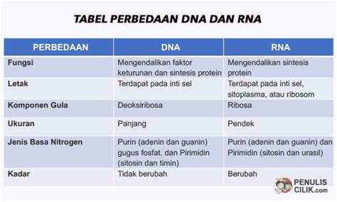 Perbedaan DNA Dan RNA Dan Persamaannya Penulis Cilik