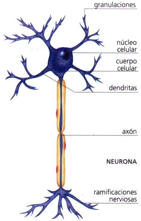 Biologia Octavo La Neurona Y Sus Partes