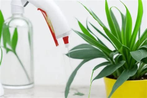 Oops Accidentally Sprayed Bleach On Plants Heres How To Save Your Garden
