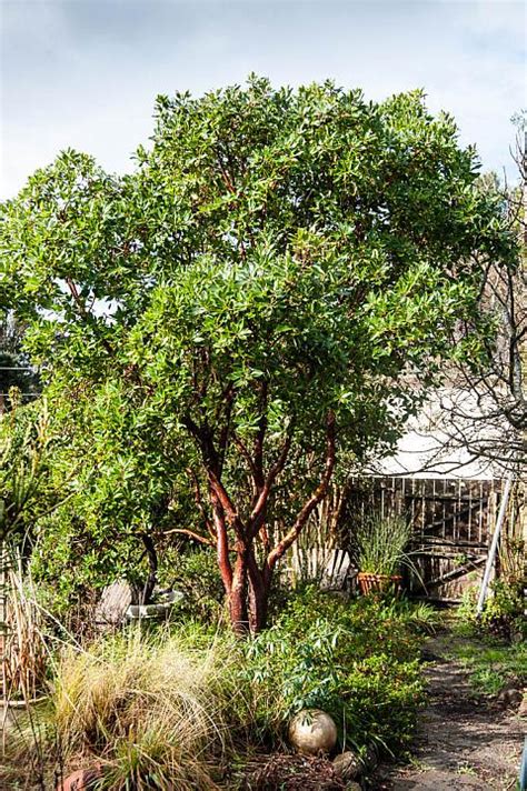 The madrone tree (arbutus menziesii) also goes by other names, including pacific madrone, madrona, madrono, bearberry and strawberry tree. Arbutus x Marina | Mostly Natives Nursery