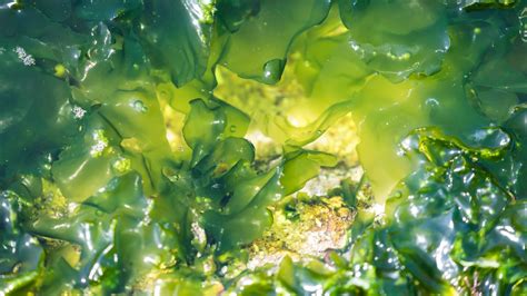 Sustainable Innovation The Rise Of Seaweed Based Bioplastics In Europe