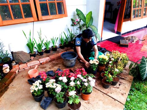 Kawanimut: Tips dan Trik Merawat Tanaman Bunga bagi Pemula