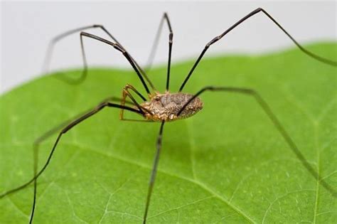 ARAÑA DE PATAS LARGAS Características Qué come Dónde vive