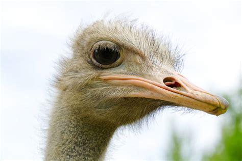 Ostrich Eye Stock Photos Pictures And Royalty Free Images Istock