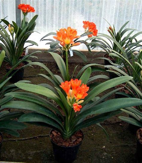 Ecco 15 varietà che resisteranno strenuamente. Clivia | Piante, Fiori e Giardinaggio