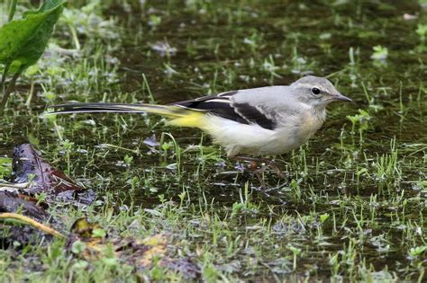 Seymour Birdies Diary Grey Wagtails At Amwell
