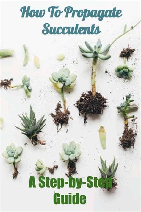 How To Propagate Succulent Leaves Onepronic