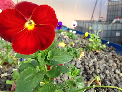 Pansies aren't for pansies. Aquaponics. Lucky Clays Fresh. Fresh Flowers. Pansies. | Aquaponic ...