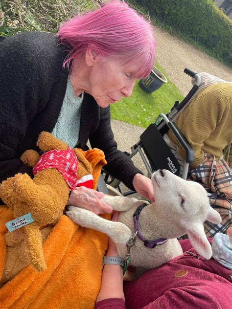 Lambs Visit Devon Care Home Southern Healthcare