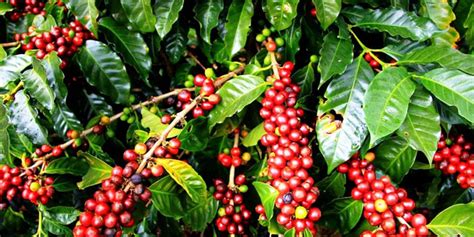 The coffee plant originated in kaffa, where over 5,000 varieties of wild arabica coffee currently thrive. Ethiopia Coffee Tours | 5 Days/ 4 Nights