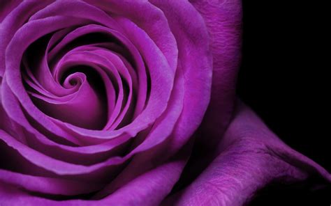 Purple Rose High Definition Wallpaper 35026 Baltana