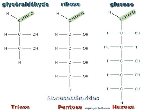 Monosaccharide Définition Et Explications